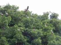 Imagen Observación de aves